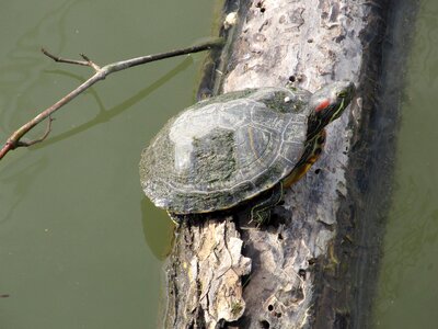 Water reptile lake