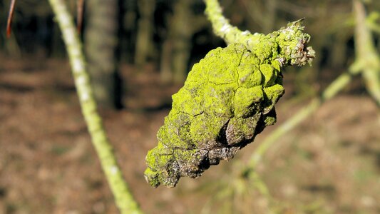Green plant close up