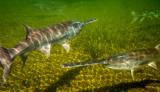 Paddlefish-3 photo