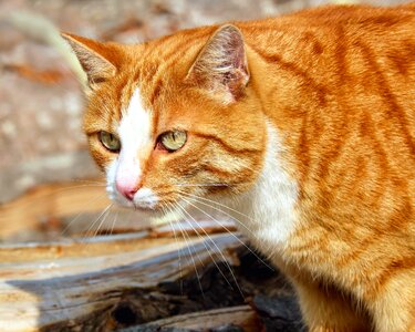 Animal cat curious photo