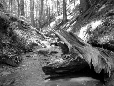 Root wood black and white photo