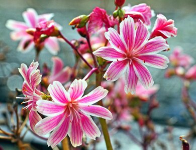 Bloom blossom botany
