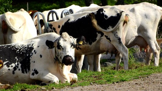 Mountain sweden cows