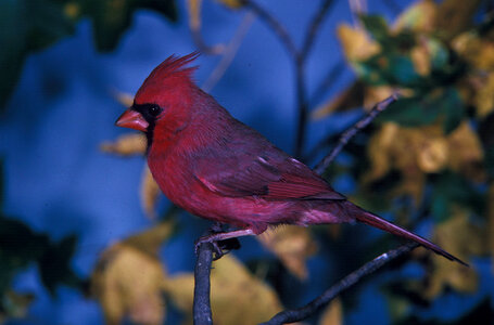 Cardinal-4 photo