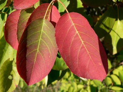 Autumn leaves red