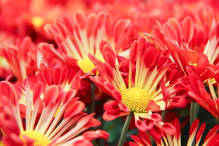 Beautiful beautiful flowers biology