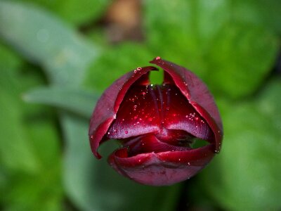 Black tulip red