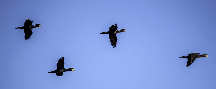 Four flying cormorants at Horicon Marsh photo