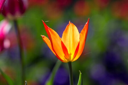Colorful flowers macro