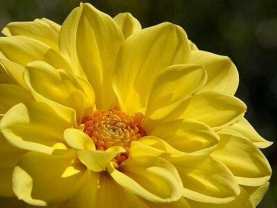 Flowers petals yellow