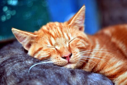 Beautiful Photo cat cute