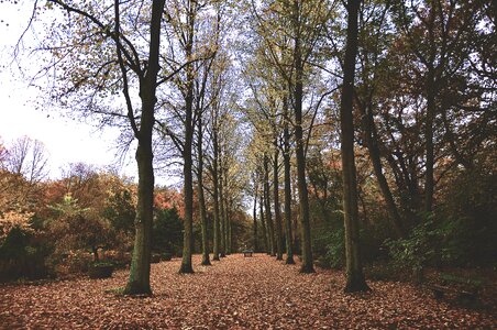 Fallen leaves photo