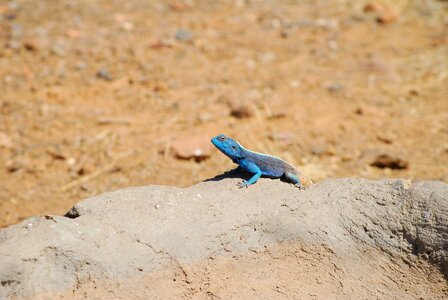 Blue emerald gecko