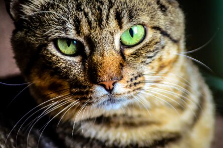 Cat character close-up photo