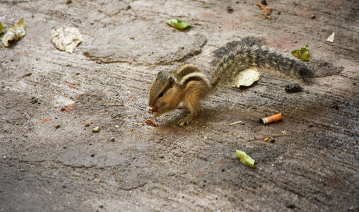 Squirrel On Ground photo