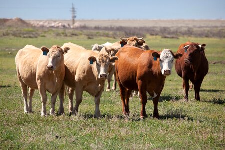 Bovine cows ranch