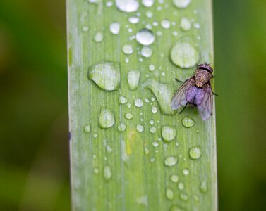 Leaf drop of water insect photo