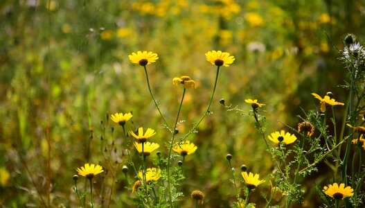 Agriculture beautiful flowers bloom