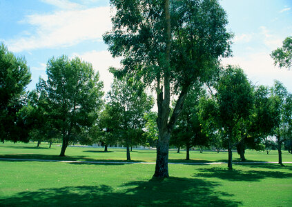 Park, tree and grass photo