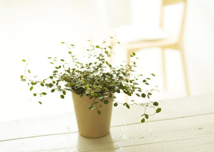 Little fern plants in flower pots photo