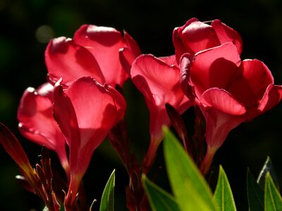 Laurel rose dog gift greenhouse apocynaceae photo