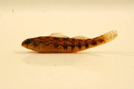 Etheostoma coosae