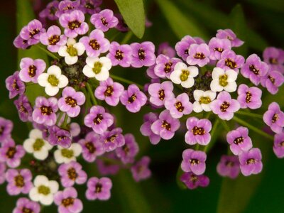 Flowers flower plant
