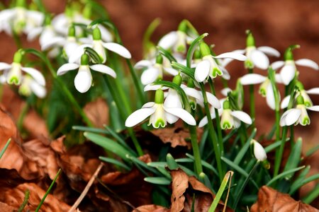 Beautiful Flowers bloom blooming photo