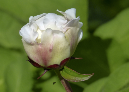 Flower bush flowering shrub