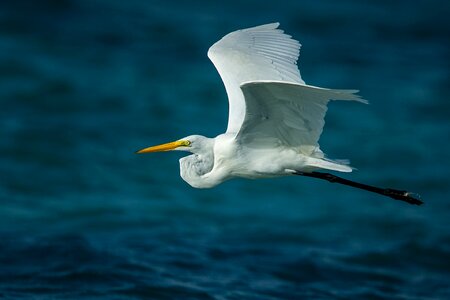 Wildlife heron egret