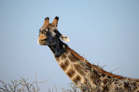 Safari animals africa photo