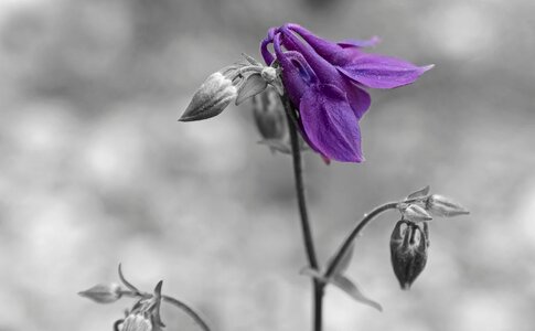 Blossom bloom garden