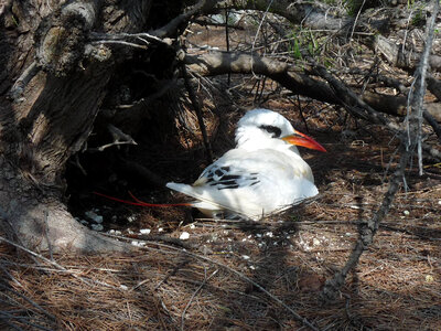 Red-tailed Tropicbird-1