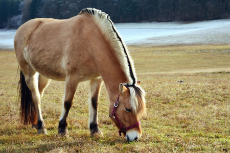 Beautiful Photo cold forest