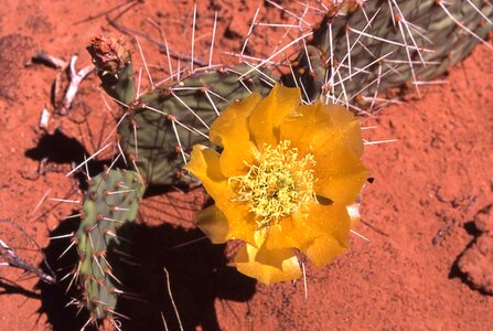 Blossoming cactus 