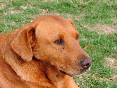 Hunting Dog puppy pet photo