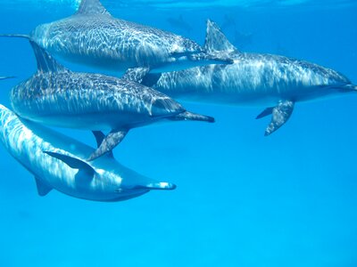 Water nature marine