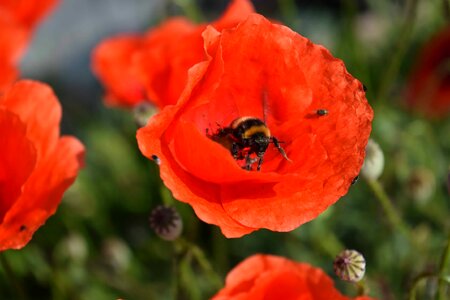 Animal arthropod beautiful flowers
