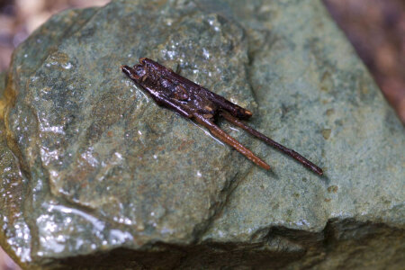 Aquatic invertebrate larvae in wood and leaf case -1