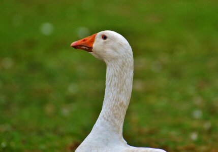 Plumage animal domestic goose photo
