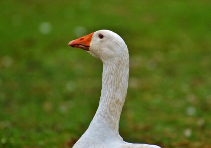 Plumage animal domestic goose