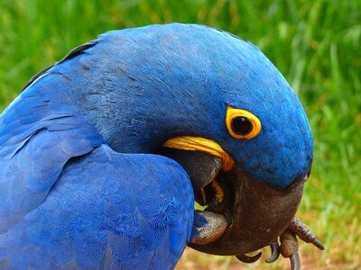 Anodorhynchus bird blue photo