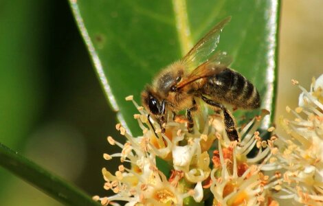 Animal arthropod beautiful flowers