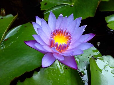 Aquatic beautiful beautiful flowers