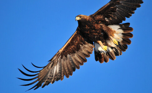 Golden eagle