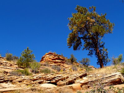 Rocks erosion tree