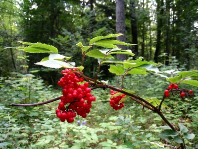 Leaf twigs tree