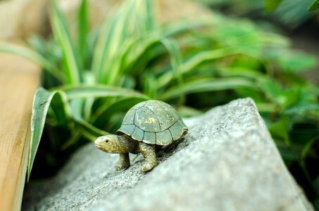 Small green turtle on rock photo