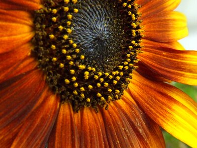 Blossom bloom orange photo