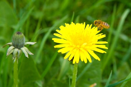 Bloom yellow spring photo